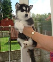 Charming Blue Eyes Siberian Husky Puppies For Sale.