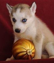 Lovely Siberian husky puppies for sale 