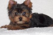 Wonderful Yorkshire Terrier Puppies For Sale 