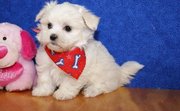  Superb Male Maltese Looking For their Forever Home